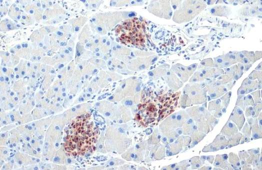 Immunohistochemistry - Anti-C-Peptide antibody [HL1158] (AB307800)