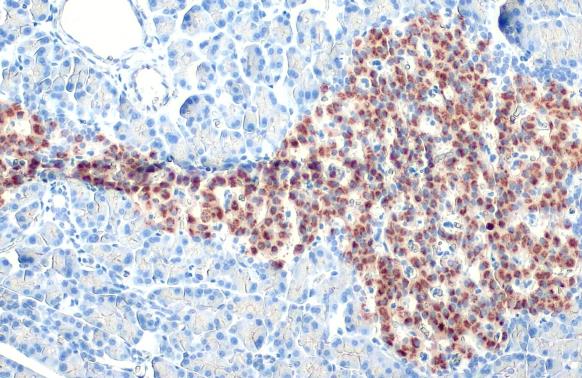 Immunohistochemistry - Anti-C-Peptide antibody [HL1158] (AB307800), expandable thumbnail