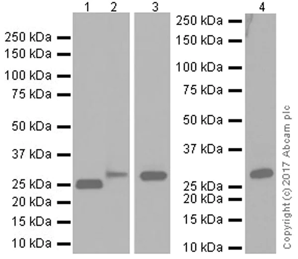 Western blot - Anti-C Reactive Protein antibody [EPR20063] - BSA and Azide free (AB251481)