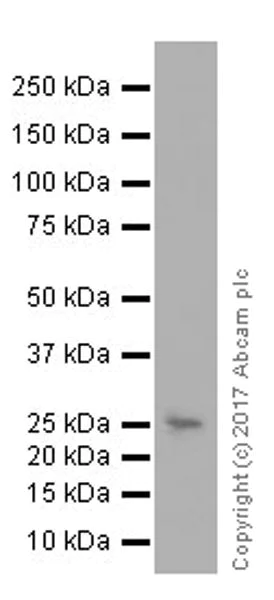 Western blot - Anti-C Reactive Protein antibody [EPR20063] - BSA and Azide free (AB251481)