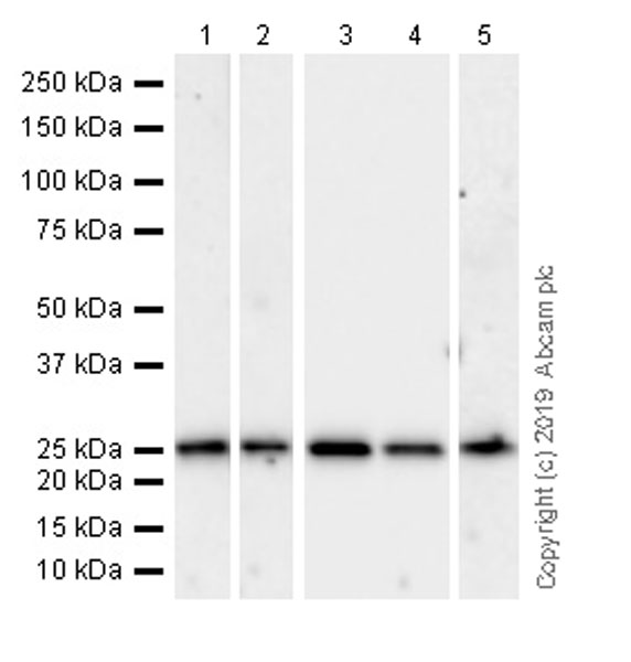 Anti-C Reactive Protein antibody [EPR22862-10]