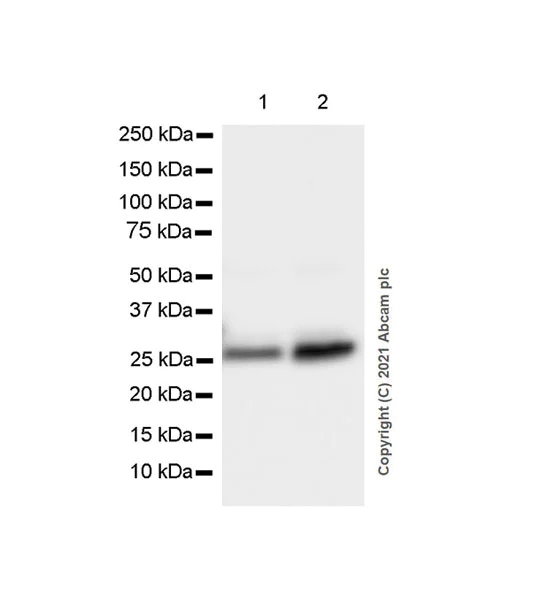 Western blot - Anti-C Reactive Protein antibody [EPR23975-119] (AB259862)