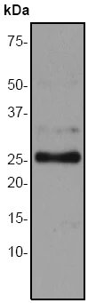 Western blot - Anti-C Reactive Protein antibody [EPR283Y] - BSA and Azide free (AB247307)