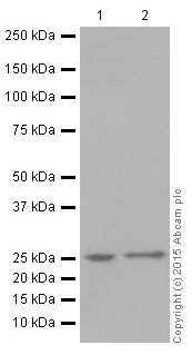 Western blot - Anti-C Reactive Protein antibody [Y284] (AB32412), expandable thumbnail