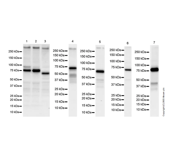 Western blot - Anti-c-Rel antibody [EPR25178-58] - BSA and Azide free (AB309132)