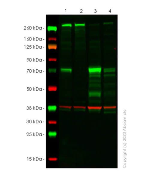 Western blot - Anti-c-Rel antibody [EPR25178-58] - BSA and Azide free (AB309132)