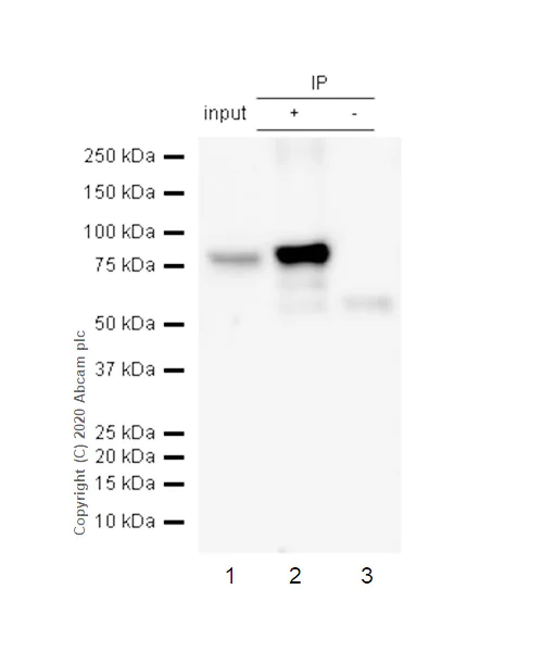 Immunoprecipitation - Anti-c-Rel antibody [EPR2559(2)] - BSA and Azide free (AB248426)