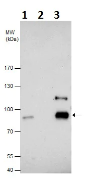 Immunoprecipitation - Anti-c-Rel antibody - N-terminal (AB227519)