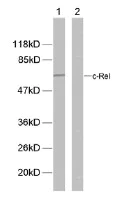 Western blot - Anti-c-Rel (phospho S503) antibody (AB30624)