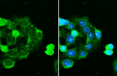 Immunocytochemistry/ Immunofluorescence - Anti-C1 inhibitor antibody [HL1196] - BSA and Azide free (AB313834), expandable thumbnail