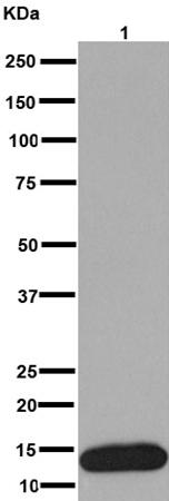 Western blot - Anti-C10 antibody [EPR14614] - BSA and Azide free (AB251064), expandable thumbnail
