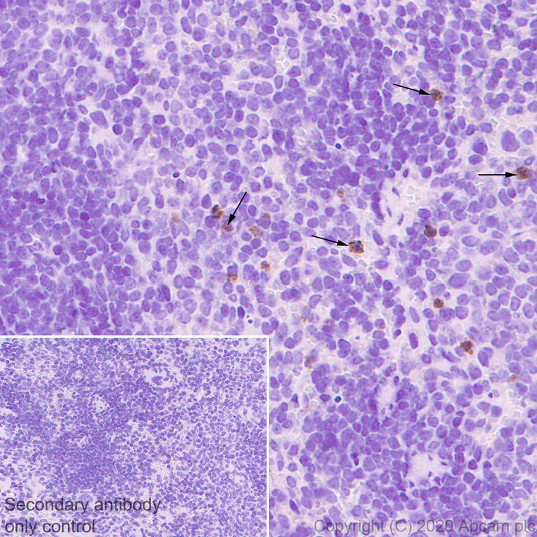 Immunohistochemistry (Formalin/PFA-fixed paraffin-embedded sections) - Anti-C10 antibody [EPR23475-105] (AB275025)