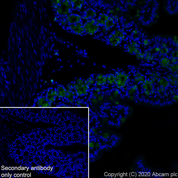 Immunohistochemistry (Frozen sections) - Anti-C10 antibody [EPR23475-105] (ab275025), expandable thumbnail