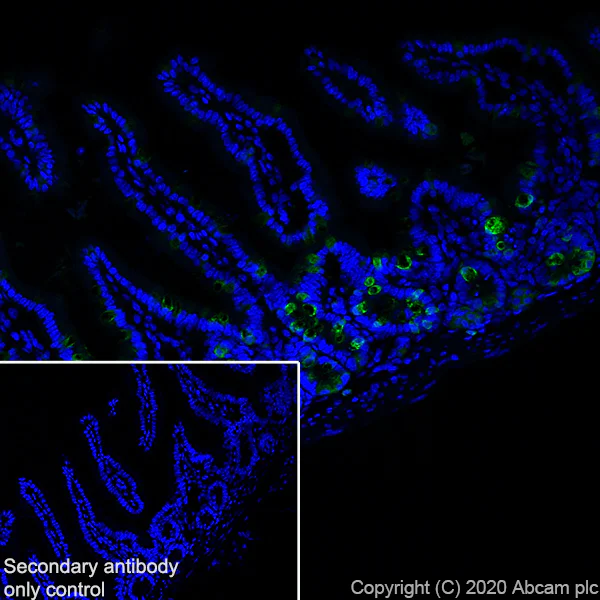 Immunohistochemistry (Frozen sections) - Anti-C10 antibody [EPR23475-105] (AB275025)