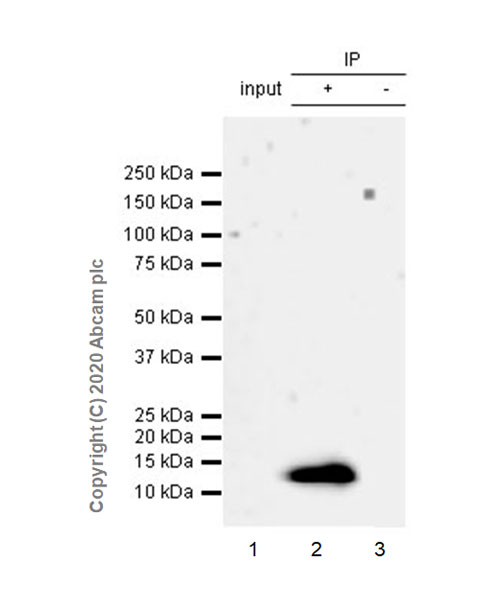 Immunoprecipitation - Anti-C10 antibody [EPR23475-105] (AB275025), expandable thumbnail