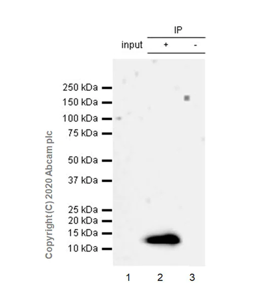 Immunoprecipitation - Anti-C10 antibody [EPR23475-105] (AB275025)