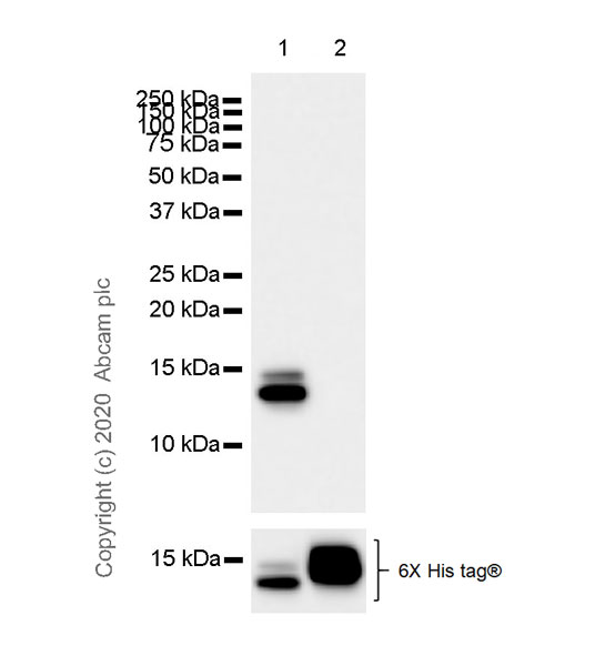 Western blot - Anti-C10 antibody [EPR23475-105] (AB275025), expandable thumbnail