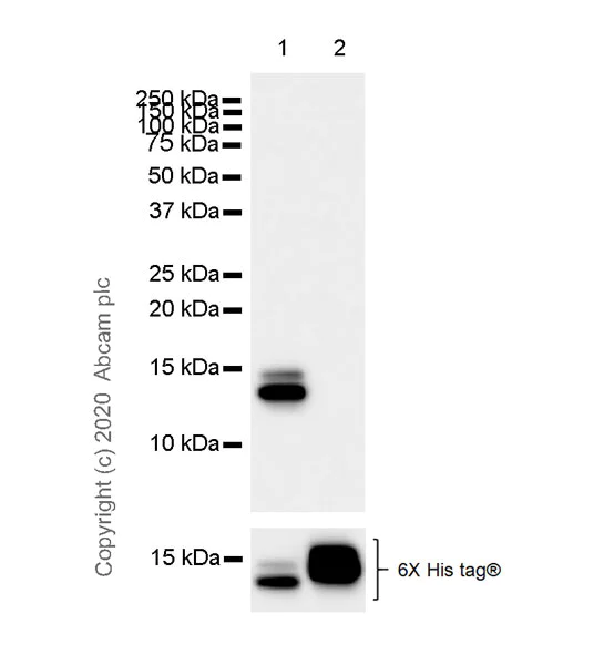 Western blot - Anti-C10 antibody [EPR23475-105] (AB275025)