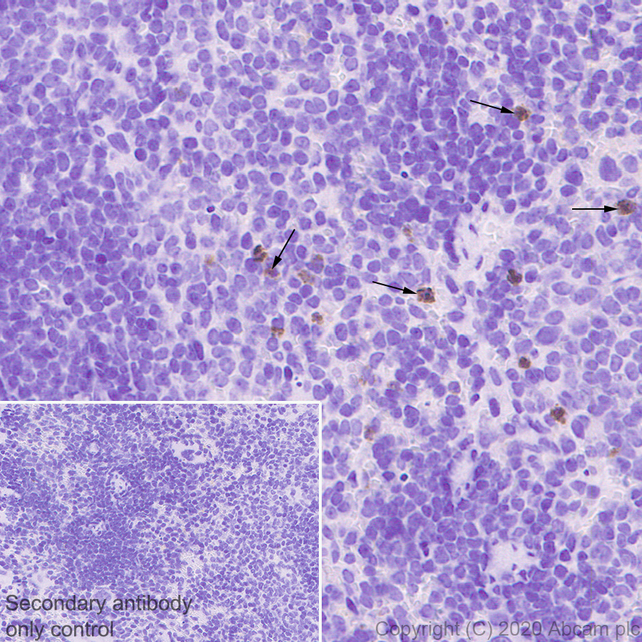 Immunohistochemistry (Formalin/PFA-fixed paraffin-embedded sections) - Anti-C10 antibody [EPR23475-105] - BSA and Azide free (AB275039), expandable thumbnail
