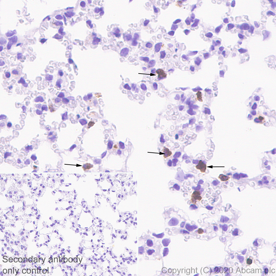 Immunohistochemistry (Formalin/PFA-fixed paraffin-embedded sections) - Anti-C10 antibody [EPR23475-105] - BSA and Azide free (ab275039), expandable thumbnail