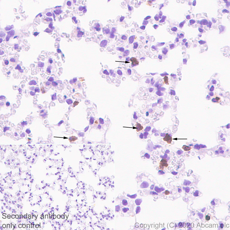 Immunohistochemistry (Formalin/PFA-fixed paraffin-embedded sections) - Anti-C10 antibody [EPR23475-105] - BSA and Azide free (AB275039)