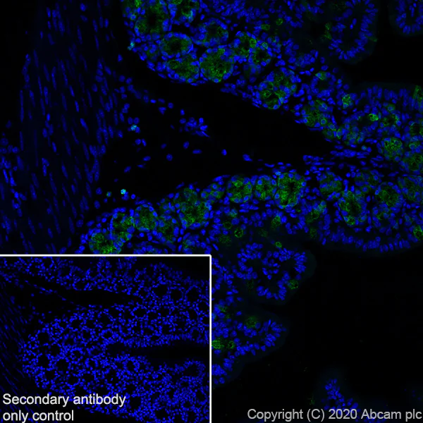 Immunohistochemistry (Frozen sections) - Anti-C10 antibody [EPR23475-105] - BSA and Azide free (AB275039)