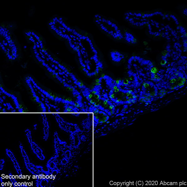 Immunohistochemistry (Frozen sections) - Anti-C10 antibody [EPR23475-105] - BSA and Azide free (AB275039), expandable thumbnail