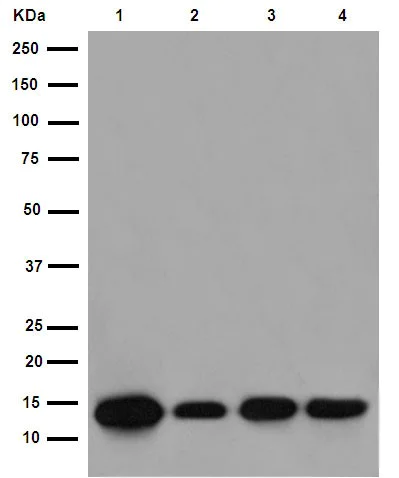 Western blot - Anti-C10orf35 antibody [EP14950-82] - BSA and Azide free (AB284845)