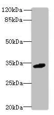 Western blot - Anti-C10orf54 antibody (AB235362)