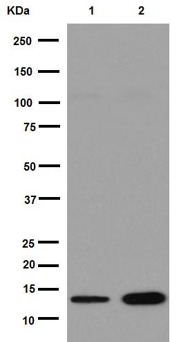 Western blot - Anti-C10orf57 antibody [EPR14666] (AB192250), expandable thumbnail