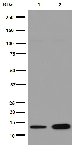 Western blot - Anti-C10orf57 antibody [EPR14666] (AB192250)