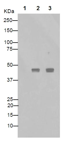 Western blot - Anti-C11B2/CYP11B2 antibody [EPR10495] (AB167413)