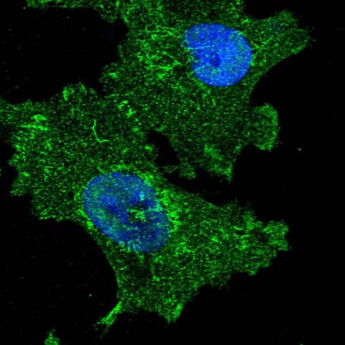 Immunocytochemistry/ Immunofluorescence - Anti-C12orf34 antibody (AB122626), expandable thumbnail