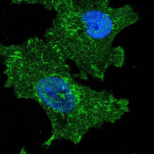 Immunocytochemistry/ Immunofluorescence - Anti-C12orf34 antibody (AB122626)