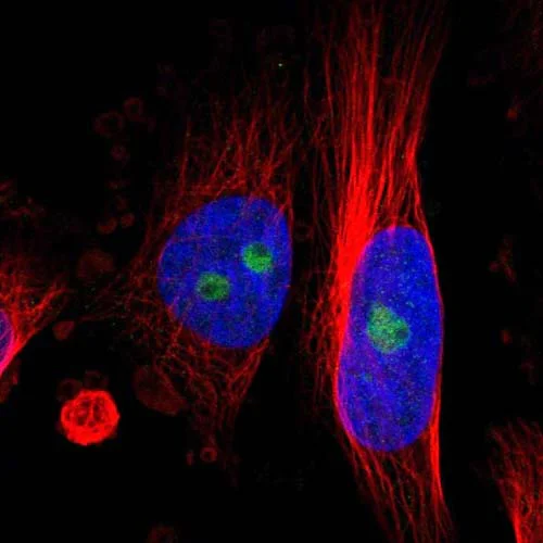 Immunocytochemistry - Anti-C12orf35 antibody (AB121408)