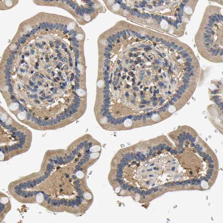 Immunohistochemistry (Formalin/PFA-fixed paraffin-embedded sections) - Anti-C12orf35 antibody (AB121408)