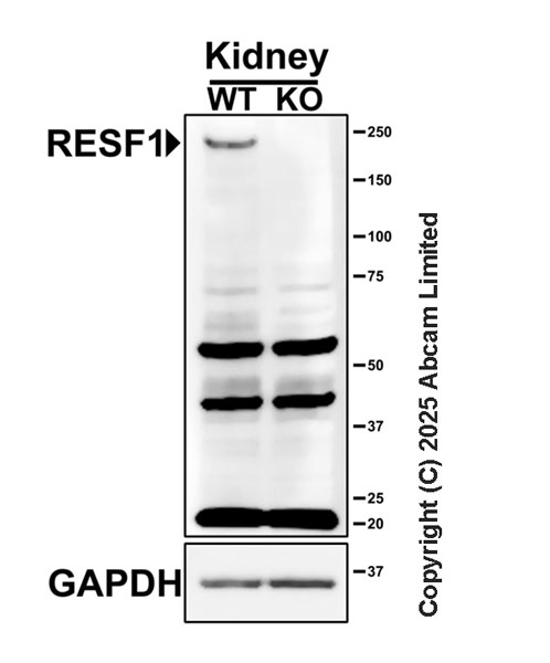 Western blot - Anti-C12orf35 antibody [EPR28486-77] (AB323850), expandable thumbnail