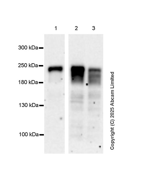 Western blot - Anti-C12orf35 antibody [EPR28486-77] (AB323850), expandable thumbnail