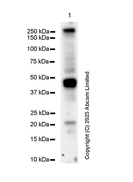 Western blot - Anti-C12orf35 antibody [EPR28486-77] (AB323850), expandable thumbnail