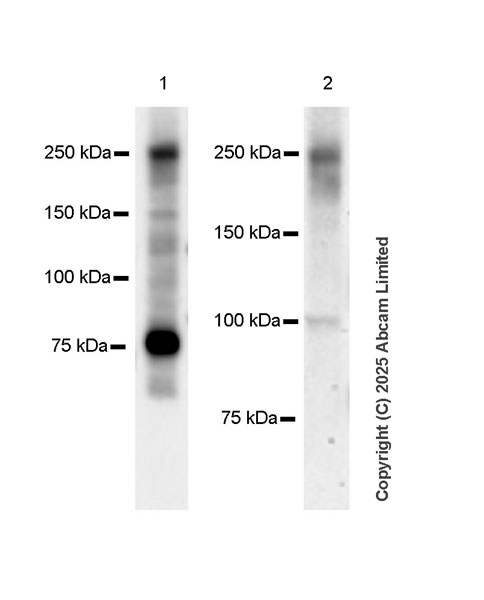 Western blot - Anti-C12orf35 antibody [EPR28486-77] (AB323850), expandable thumbnail