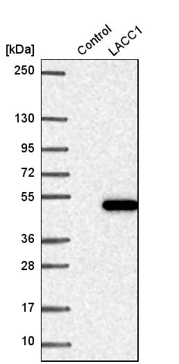 Western blot - Anti-C13orf31 antibody (AB254846)
