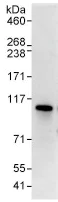 Immunoprecipitation - Anti-C13orf7 antibody (AB91464)