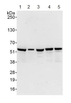 Western blot - Anti-C14orf133 antibody (AB125084)