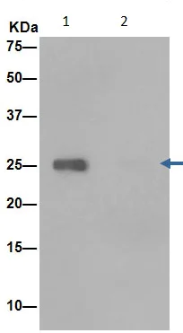 Immunoprecipitation - Anti-C14orf166 antibody [EPR15799] - BSA and Azide free (AB250954)