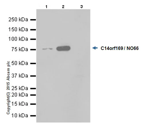Immunoprecipitation - Anti-C14orf169 / NO66 antibody [EPR18656] (AB192861)