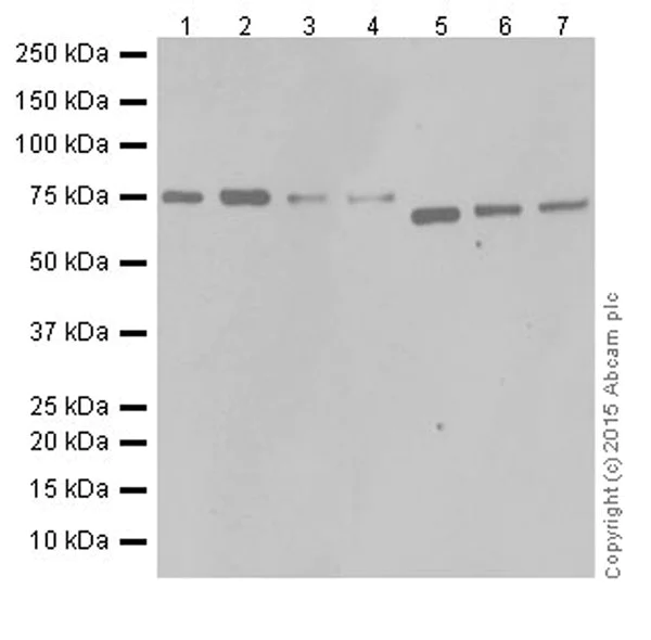 Western blot - Anti-C14orf169 / NO66 antibody [EPR18656] (AB192861)