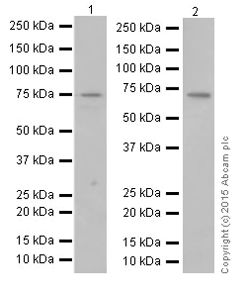 Western blot - Anti-C14orf169 / NO66 antibody [EPR18656] (AB192861)