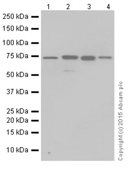 Western blot - Anti-C14orf169 / NO66 antibody [EPR18656] - BSA and Azide free (AB251154)