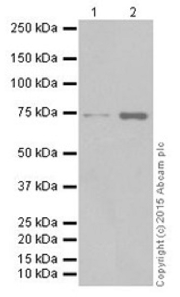 Western blot - Anti-C14orf169 / NO66 antibody [EPR18754] (AB194292)