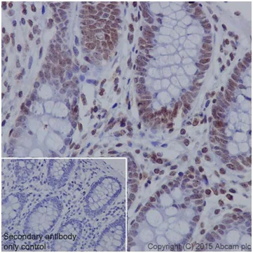 Immunohistochemistry (Formalin/PFA-fixed paraffin-embedded sections) - Anti-C14orf169 / NO66 antibody [EPR18754] - BSA and Azide free (AB251184)